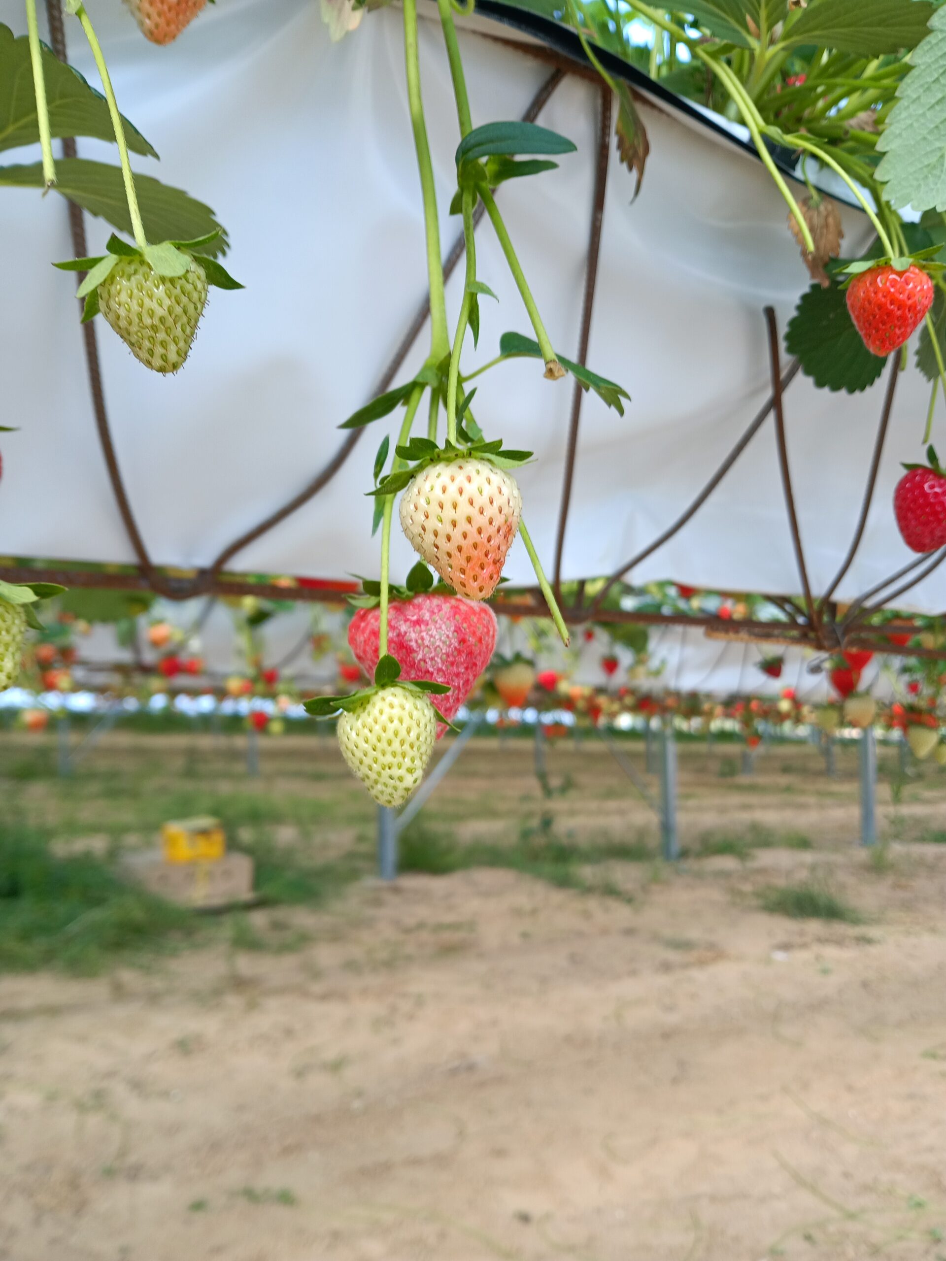 fraise oidiée qualité HD