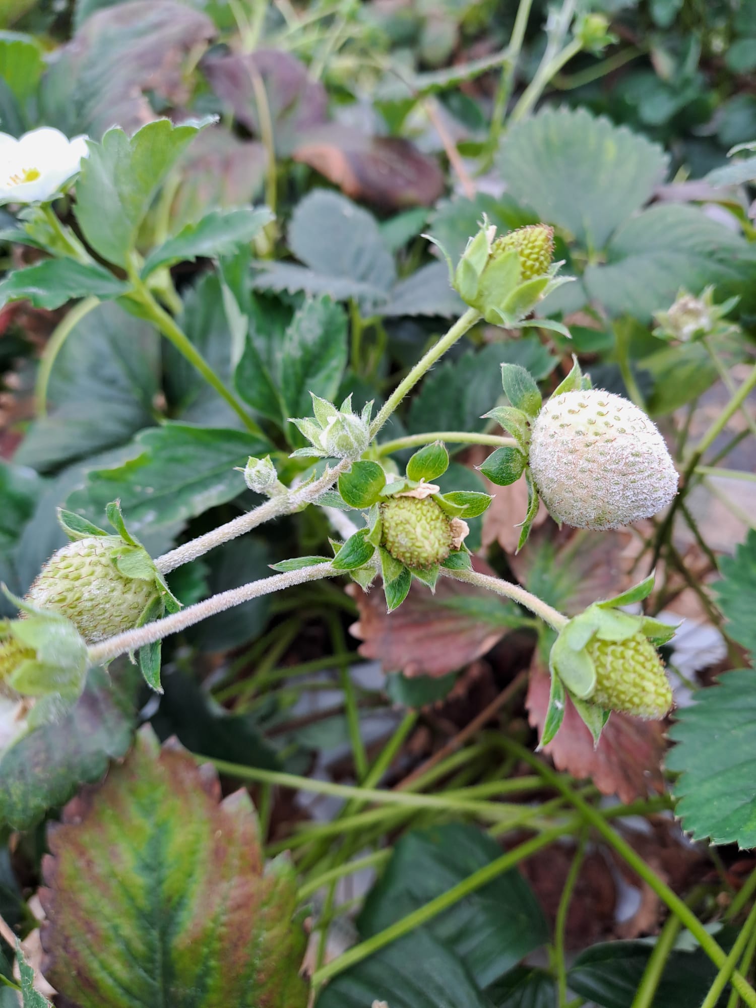 fraises oidiées