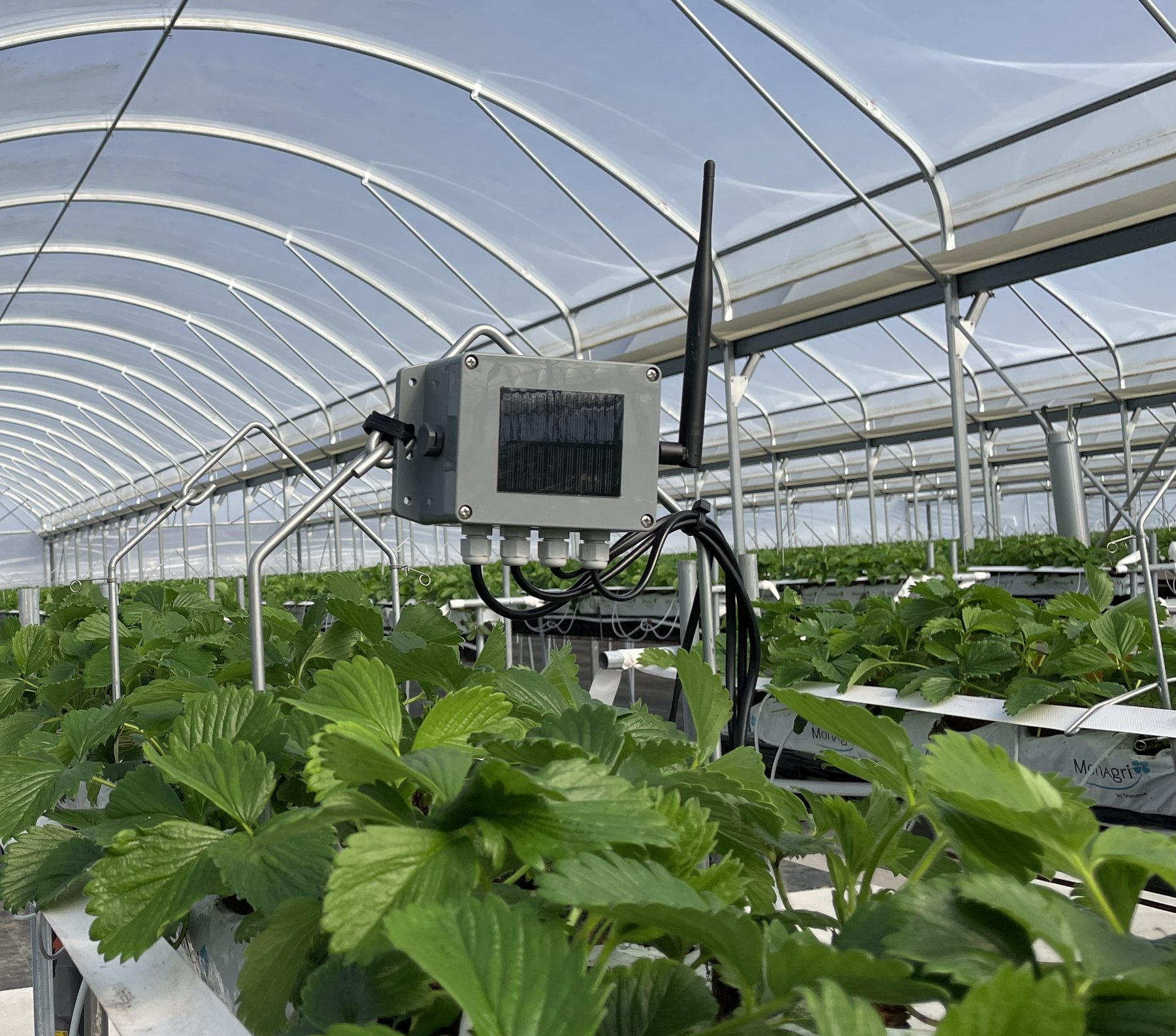 Boîtier Agricapt solaire installé dans un tunnel de fraises hors-sol